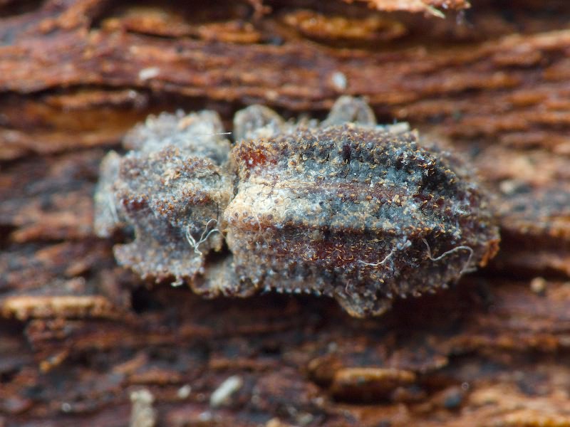 Endophloeus exculptus Germar, 1847